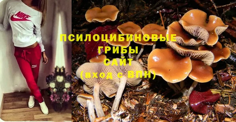 Галлюциногенные грибы Magic Shrooms Гвардейск